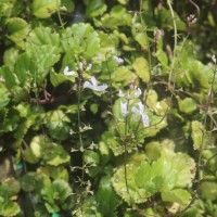 Plectranthus verticillatus (L.f.) Druce